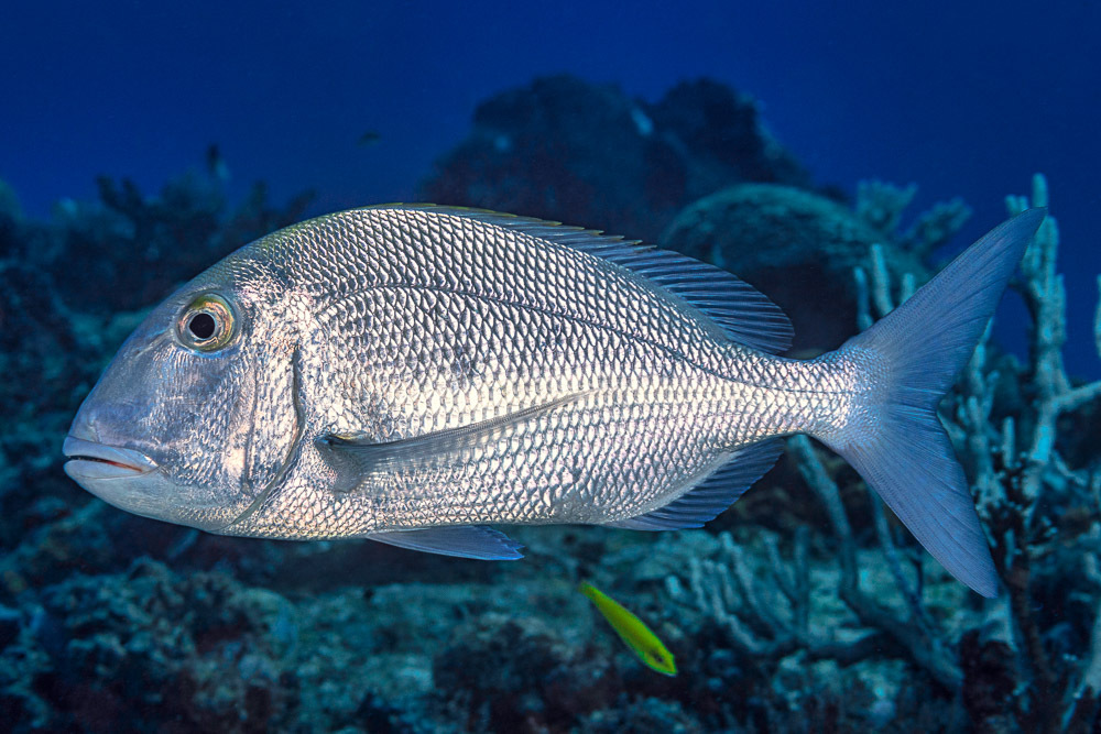 Jolthead Porgy